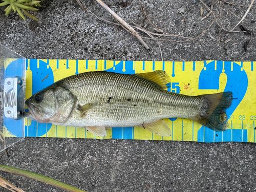 ブラックバスの釣果