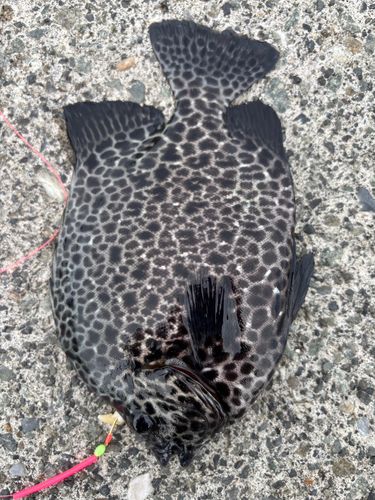 イシガキダイの釣果