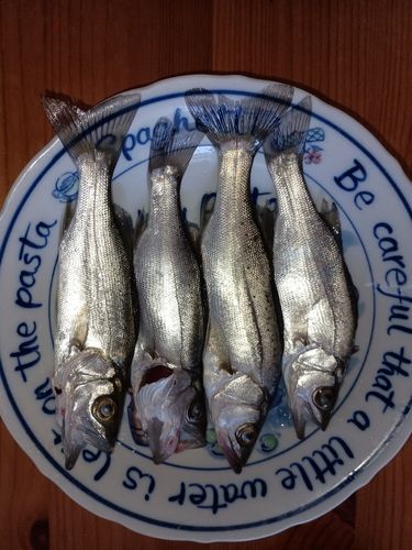 セイゴ（マルスズキ）の釣果