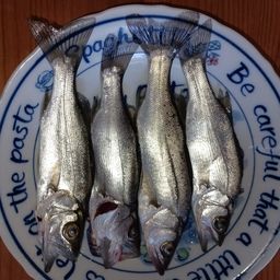 セイゴ（マルスズキ）