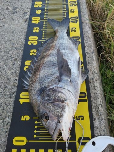 チヌの釣果