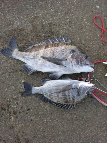 チヌの釣果