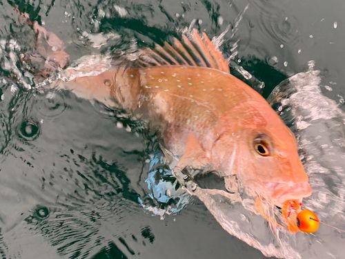 瀬戸内海