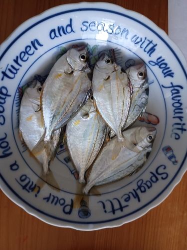 ヒイラギの釣果