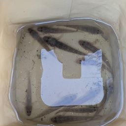 マハゼ