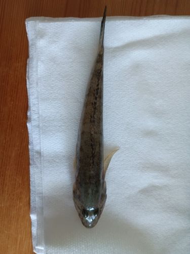 ハゼの釣果