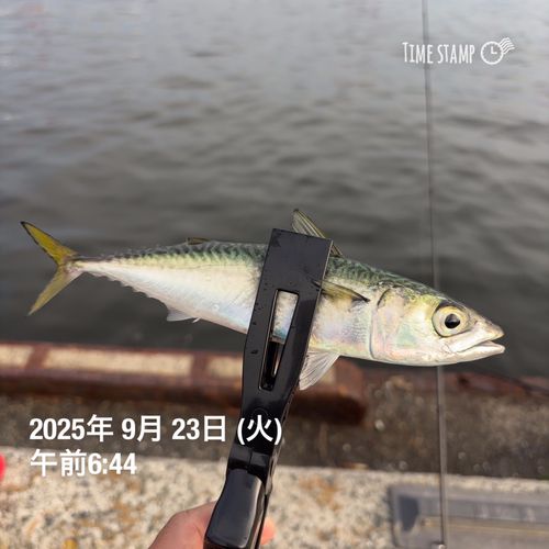 サバの釣果
