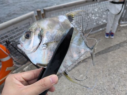 イトヒキアジの釣果