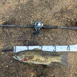 スモールマウスバス