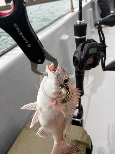 マダイの釣果