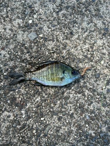 ブルーギルの釣果