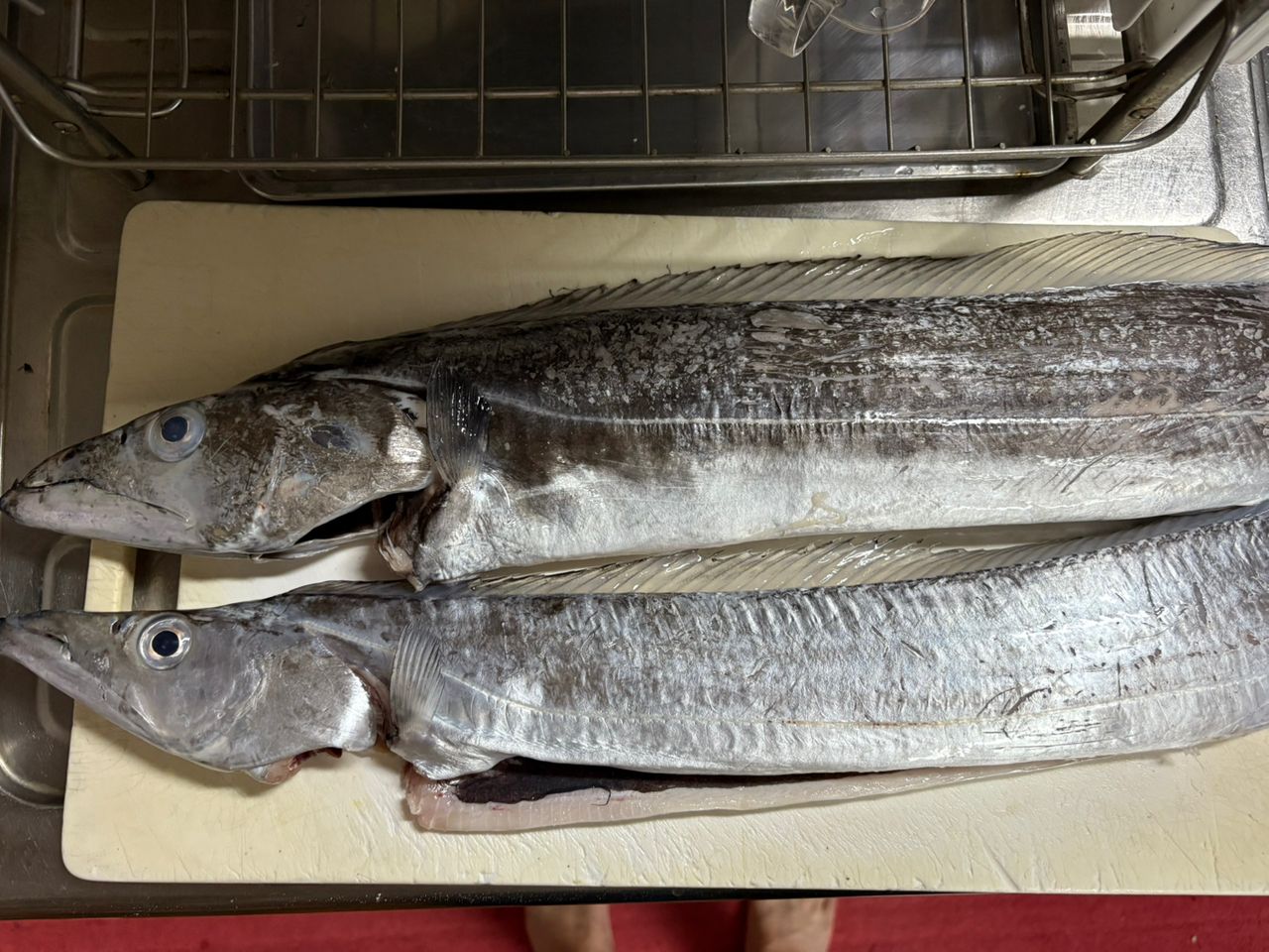 タチウオ