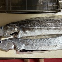 タチウオ