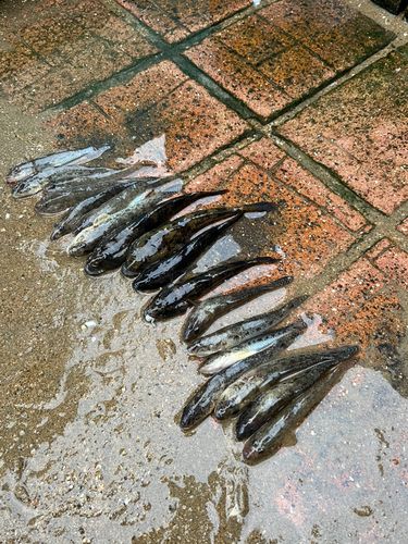 ハゼの釣果