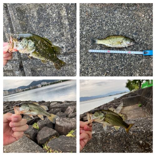 ブラックバスの釣果