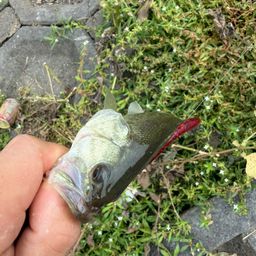 ブラックバス