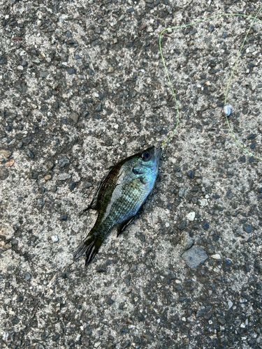ブルーギルの釣果