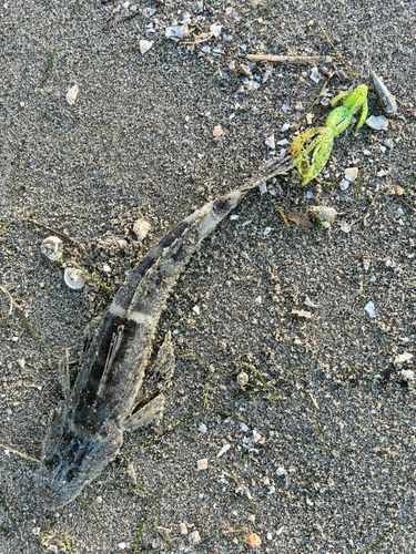 表浜名湖