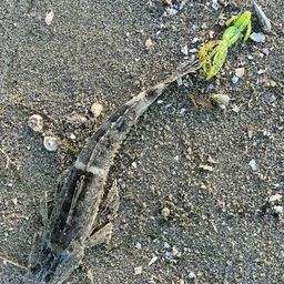 ワニゴチ