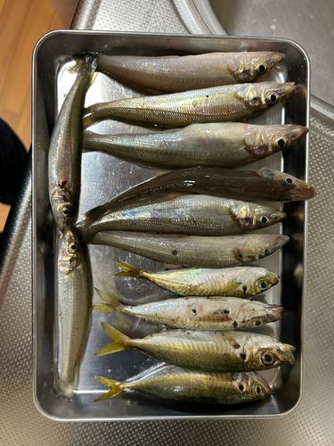 キスの釣果