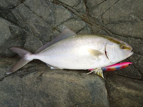 ショゴの釣果