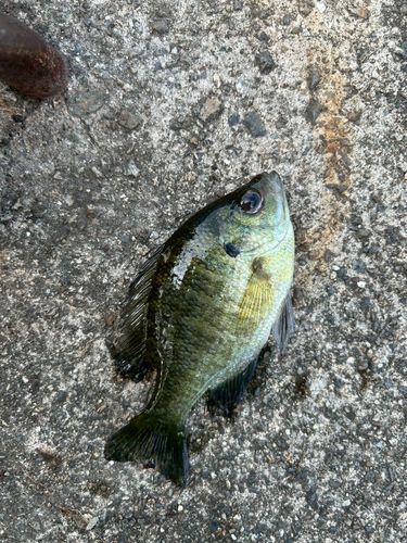 ブルーギルの釣果