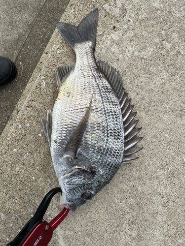 チヌの釣果