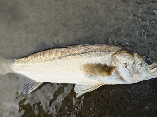 涸沼