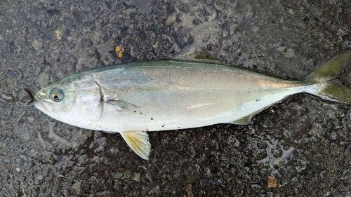 ワカシの釣果