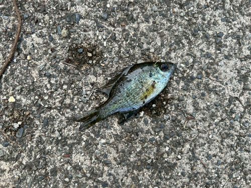 ブルーギルの釣果