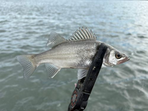 セイゴ（ヒラスズキ）の釣果
