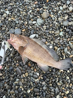 オオモンハタの釣果