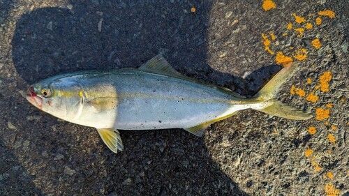 ワカシの釣果