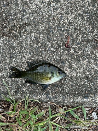 ブルーギルの釣果