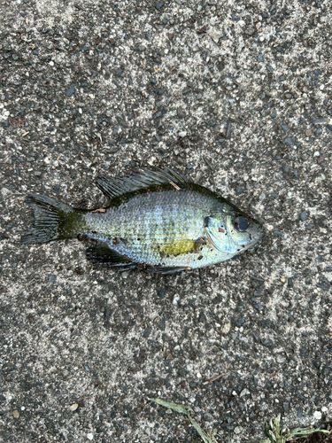 ブルーギルの釣果
