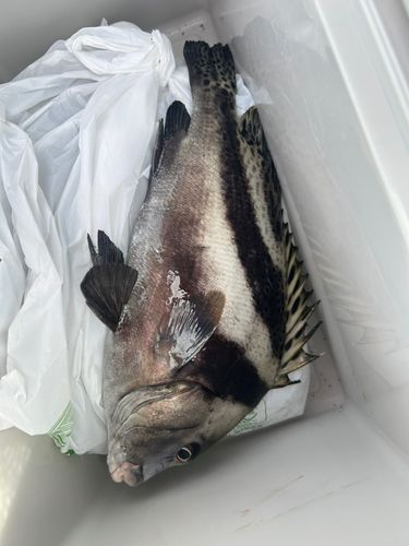コショウダイの釣果
