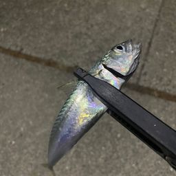 サバ