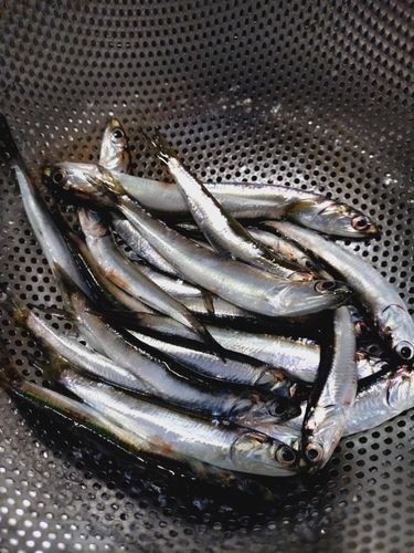 イワシの釣果