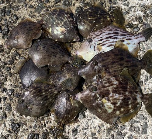 カワハギの釣果