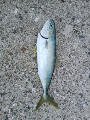 ツバスの釣果