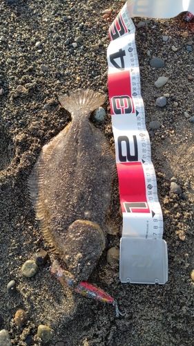 ソゲの釣果