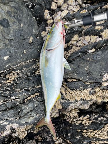 ヤズの釣果