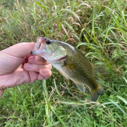 ラージマウスバス