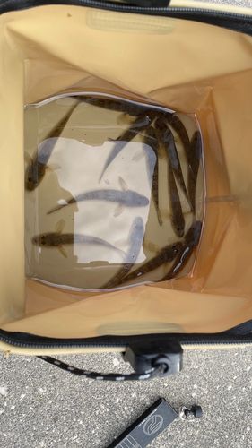 マハゼの釣果