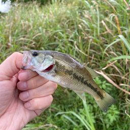 ラージマウスバス