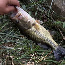 ラージマウスバス