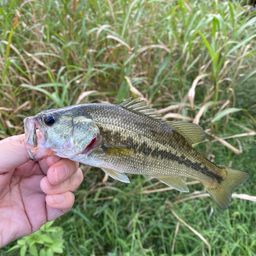 ラージマウスバス