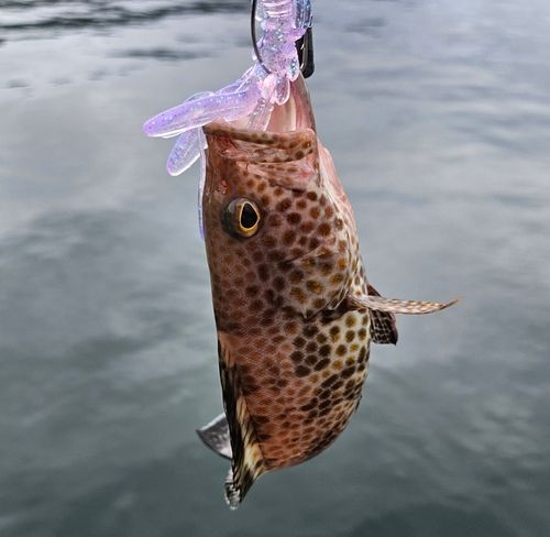 オオモンハタの釣果