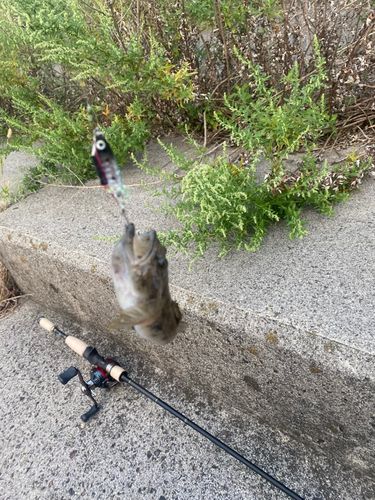 ハゼの釣果