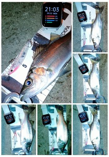 セイゴ（ヒラスズキ）の釣果
